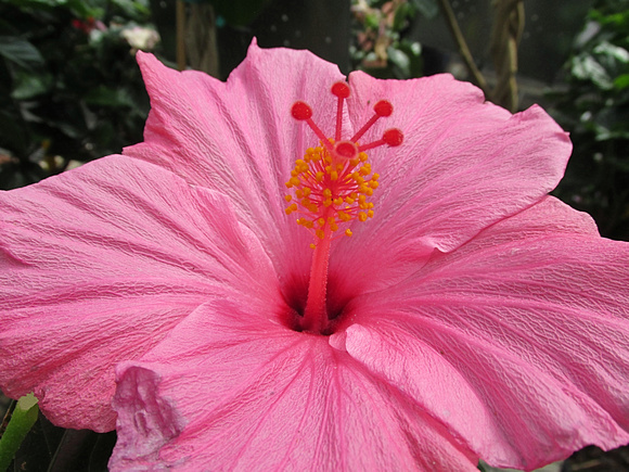 Another Happy Hibiscus: May 9