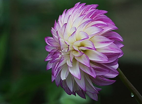 Dahlias are Coming: July 14