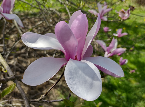 Magnolia Magic: April 24