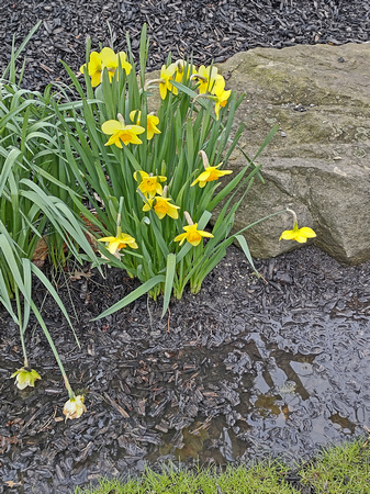 Daffodils: April 19