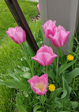 Tulips: May 3