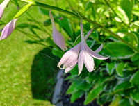 Hosta: June 29