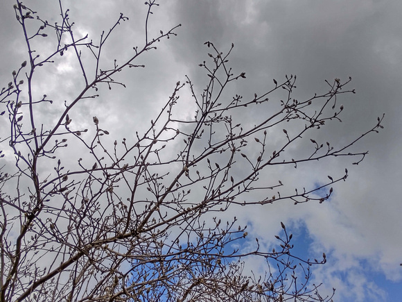 Magnolias in Waiting: April 7