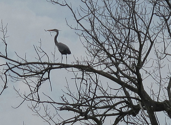Where Herons Fly: April 10