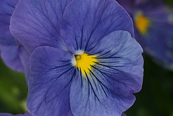 Mom's Day Pansy: May 13