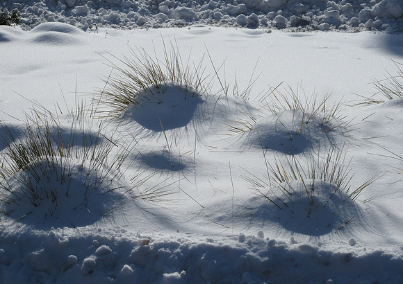 Snow Sprouts: Jan. 22
