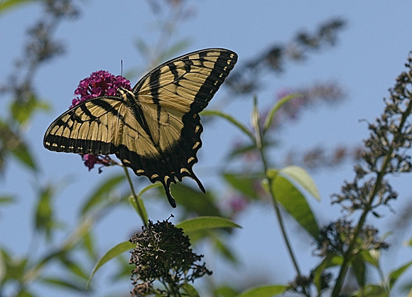 Swallowtail: Aug. 12