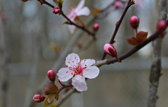 Plum Flowers: April 13