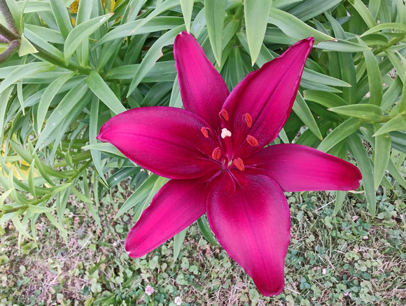 First Lily: June 20