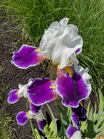 Another Iris: May 31