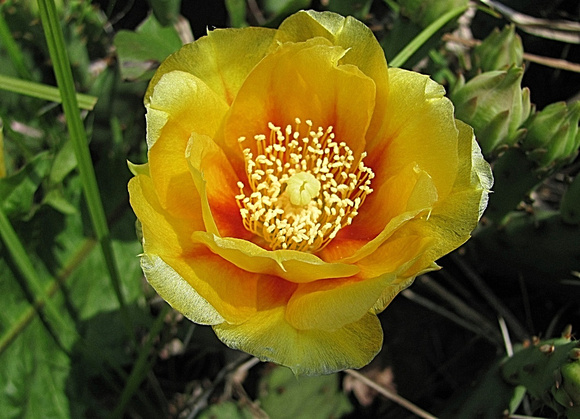 Cactus Flower: June 20