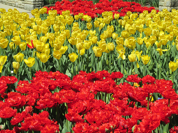 Tulips Proliferate: May 6