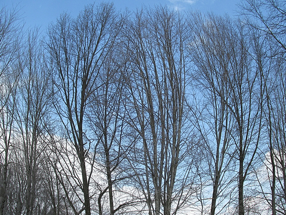 Fisheye Trees: March 8