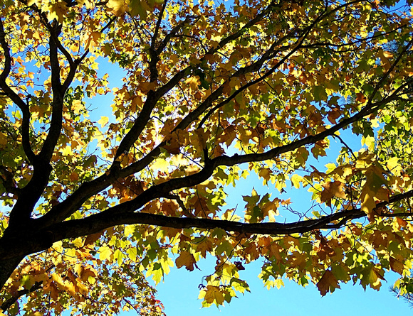 Golden Leaves: Oct. 11