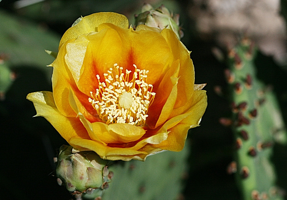 Cactus Flower: June 13