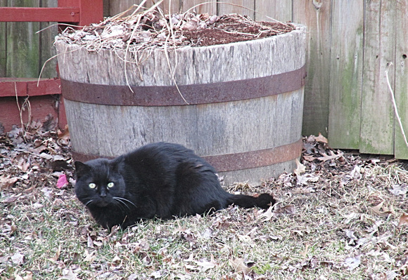 Puss in Barrel: March 28