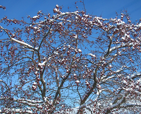 Snow Berries: Feb. 22