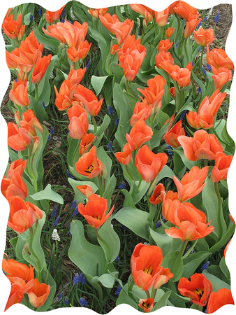 Distorted Tulips: April 1