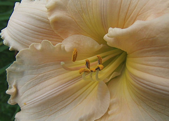 Peach of a Lily: July 6