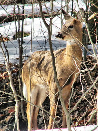 Oh Deer! March 12