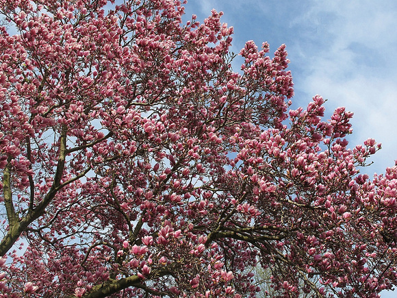 Magnificent Magnolias: April 27