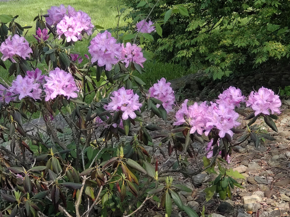 First Rhodies: May 21