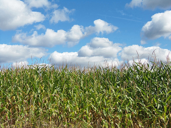 Corn is as High: Sept. 14