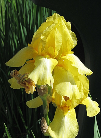 Sunny Irises: May 20