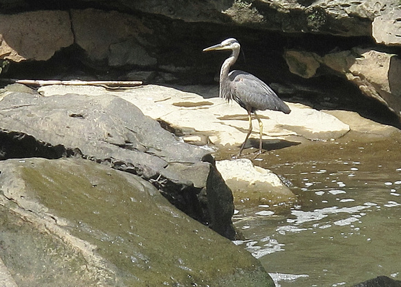 McConnell's Mill Heron: June 15