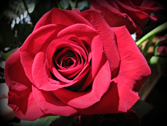 One Single Rose: Aug. 30