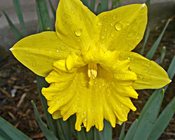 Backyard Daffodil: April 7