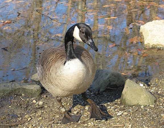 Friendly Goose: April 13