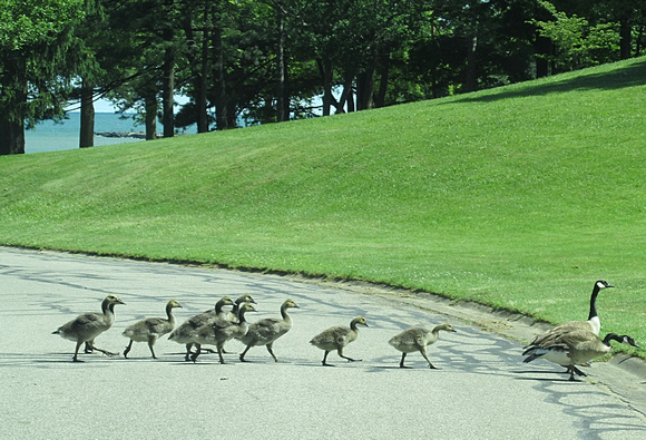 Geese Parade: June 14