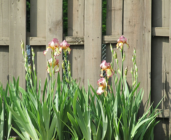 Irises at Last: May 27