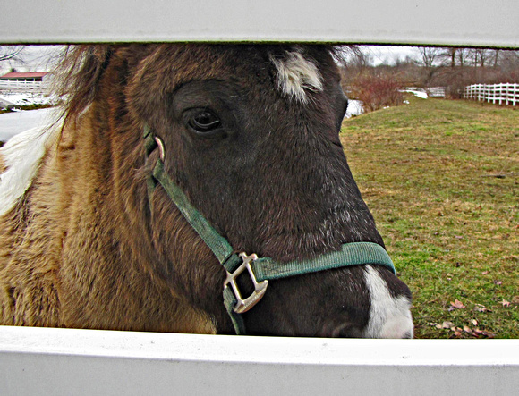 My Li'l Pony: Jan. 20