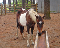 Chincoteague-Assateague Islands