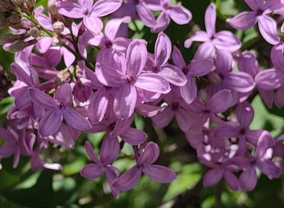 Lovely Lilacs: May 9