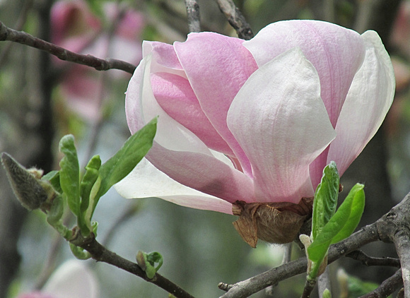 Mom's Day Magnolia: May 11