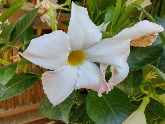Mom's Day Bloom: May 11