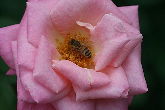 Bee Mine: June 3