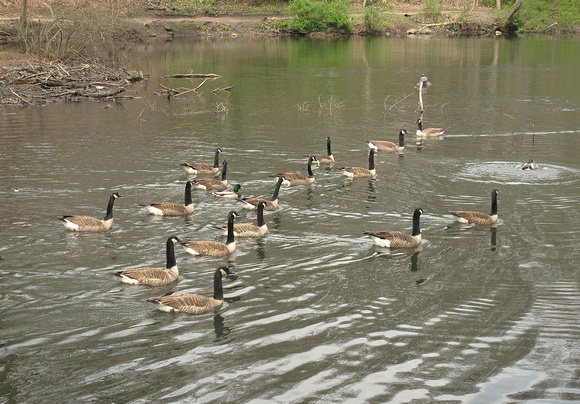 Goose Retreat: April 1