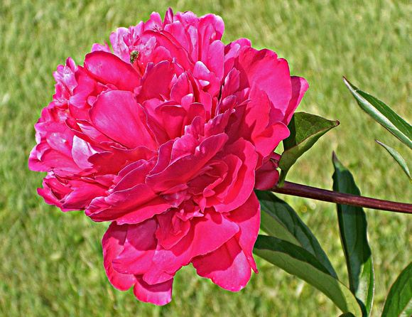 Not-So-Perfect Peony: June 3
