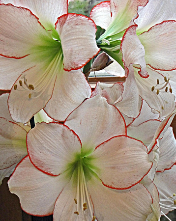 Red-Tipped Amaryllis: March 13