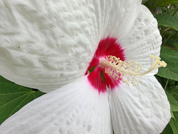 White Hibiscus: Aug. 10