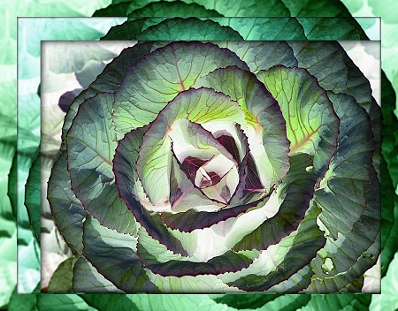 Artful Cabbage: Aug. 8