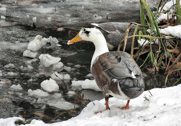 Mill Creek Duck: Jan. 5