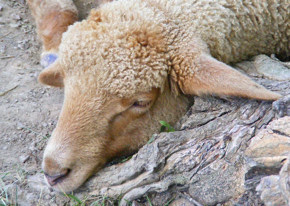 Sheep Sleep