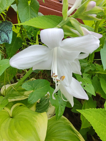 Another Hosta: July 27
