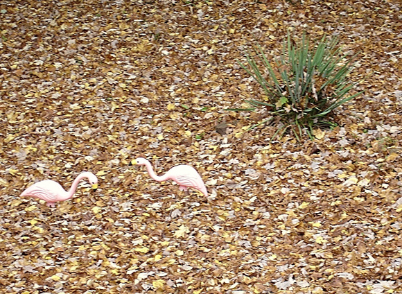 Faded Flamingos: Oct. 12
