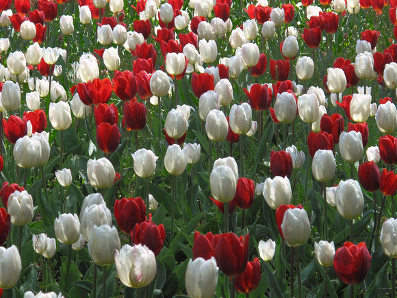 Field of Tulips: April 21